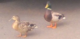 Ducks